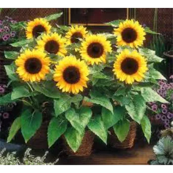 Sunflower Ornamental Plant